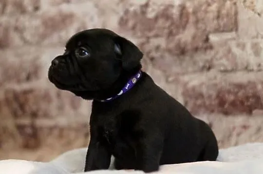 Staffordshire Bull Terrier ZKwP FCI
