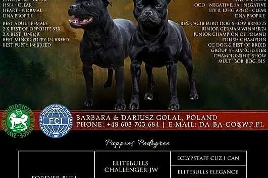 Staffordshire Bull Terrier ZKwP FCI, Wielkopolskie, Leszno