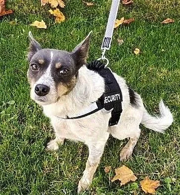 ŁATEK - nieśmiały, delikatny, kochany psiak do adopcji, Warszawa, Mazowieckie, Warszawa