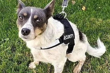 ŁATEK - nieśmiały, delikatny, kochany psiak do adopcji, Warszawa, Mazowieckie, Warszawa