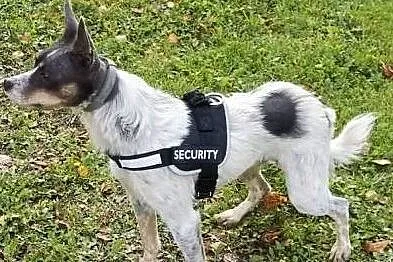 ŁATEK - nieśmiały, delikatny, kochany psiak do adopcji, Warszawa, Mazowieckie, Warszawa