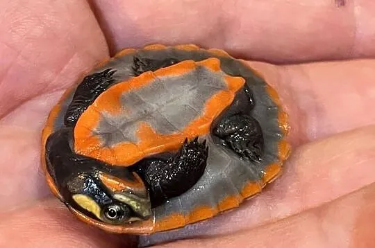 emydura czerwonobrzucha (Emydura subglobosa)