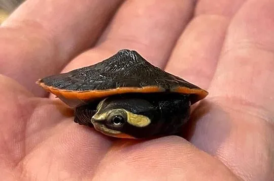 emydura czerwonobrzucha (Emydura subglobosa), Śląskie, Gliwice