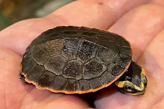 emydura czerwonobrzucha (Emydura subglobosa), Śląskie, Gliwice