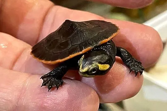 emydura czerwonobrzucha (Emydura subglobosa), Śląskie, Gliwice