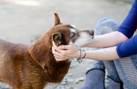 Luntek - mini husky o złotym sercu!  Psiemka! Jestem Luntek i jestem bezdomnym psem od wielu lat… Je, , Warszawa