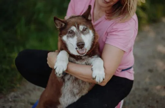 Luntek - mini husky o złotym sercu!  Psiemka! Jestem Luntek i jestem bezdomnym psem od wielu lat… Je, , Warszawa