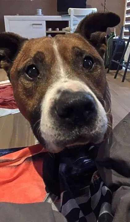 Uroczy DŻORDŻ w typie amstaffa do adopcji , wielk