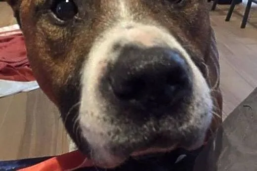 Uroczy DŻORDŻ w typie amstaffa do adopcji ,  wielk