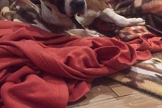 Uroczy DŻORDŻ w typie amstaffa do adopcji ,  wielk