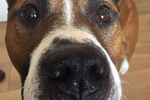 Uroczy DŻORDŻ w typie amstaffa do adopcji ,  wielk