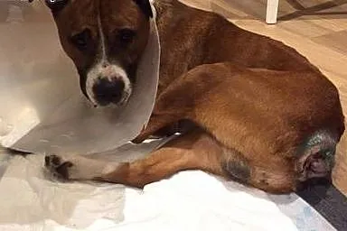 Uroczy DŻORDŻ w typie amstaffa do adopcji ,  wielk