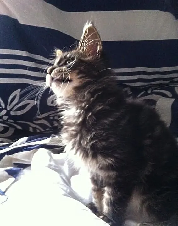 Kocięta Maine Coon