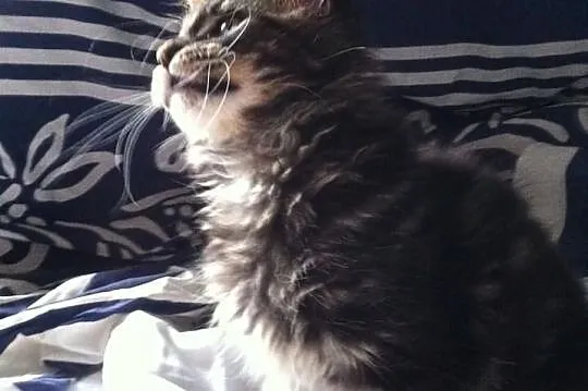 Kocięta Maine Coon