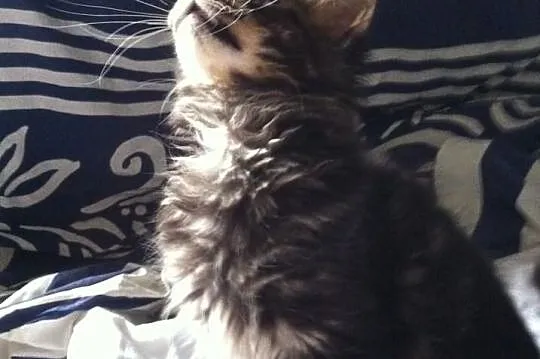 Kocięta Maine Coon