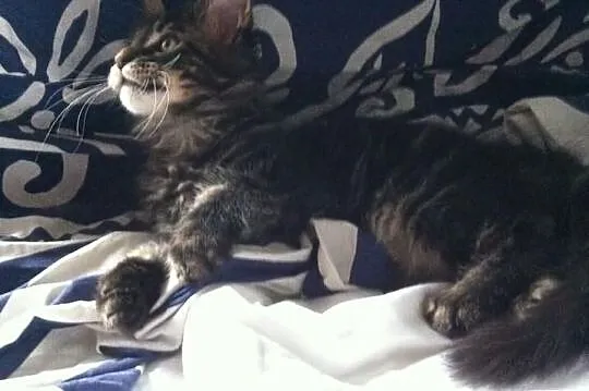 Kocięta Maine Coon