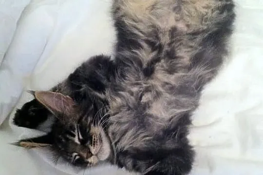 Kocięta Maine Coon