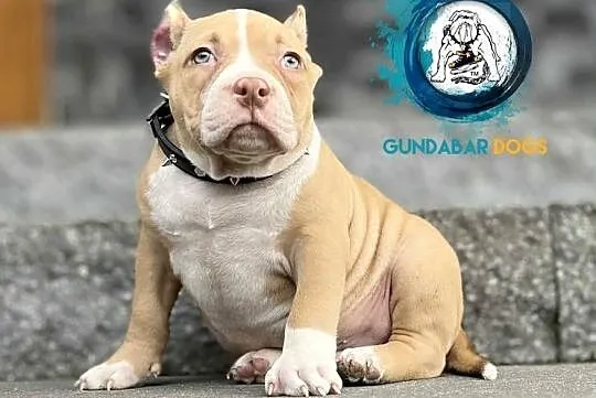 American Bully piesek ABKC, Wielkopolskie, Koło