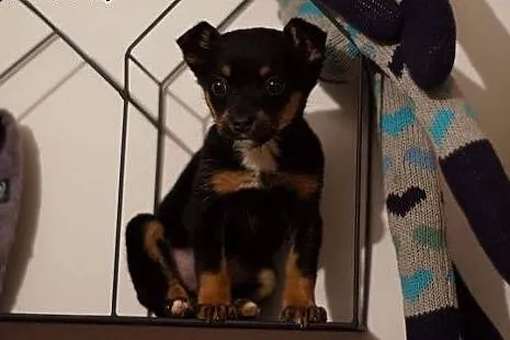 Bonnie -8 tyg  sunia do adopcji ,  śląskie Katowic