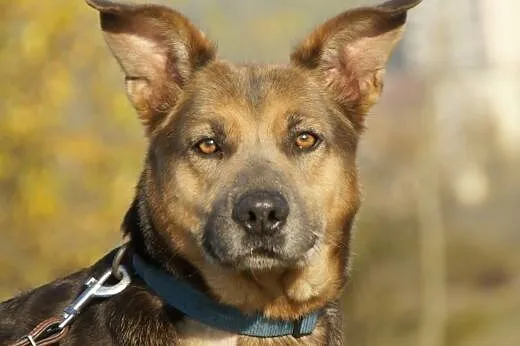 Luka :) suczka, adopcja, lubuskie Gorzów Wielkopolski