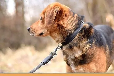 GARY,średni,łagodny,tulaśny,aktywny pies.ADOPCJA,  dolnośląskie Wrocław