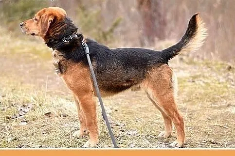 GARY,średni,łagodny,tulaśny,aktywny pies.ADOPCJA, 