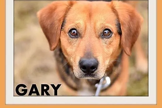 GARY,średni,łagodny,tulaśny,aktywny pies.ADOPCJA, 