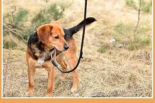 GARY,średni,łagodny,tulaśny,aktywny pies.ADOPCJA, 