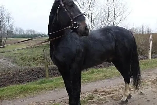 Stanòwka ogierem Śląskim Hematyt 83 pkt, , Uniejów