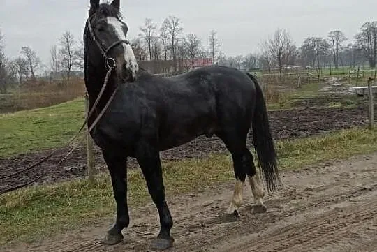 Stanòwka ogierem Śląskim Hematyt 83 pkt, , Uniejów