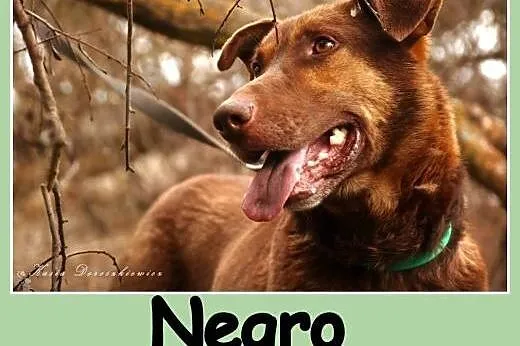 30 kg, zrównoważony, spokojny, grzeczny,przyjazny pies NEGRO.Adopcja,  dolnośląskie Wrocław