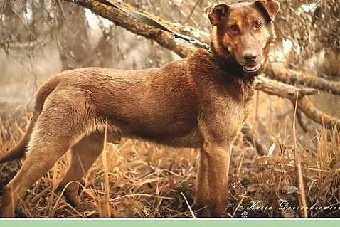 30 kg, zrównoważony, spokojny, grzeczny,przyjazny 