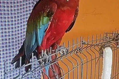 Ara Chloroptera Samica 9 letnia, Śląskie, Rybnik