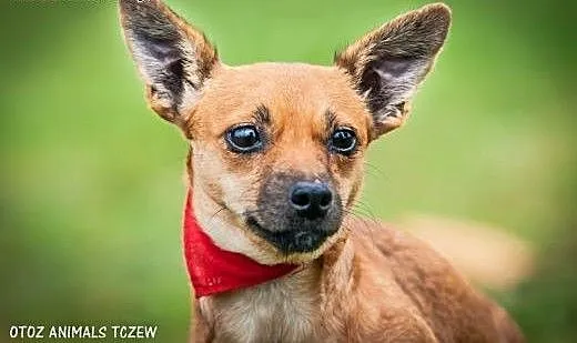 OTOZ Animals - Trinka - malutka kruszynka wyrusza