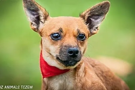 OTOZ Animals - Trinka - malutka kruszynka wyrusza 