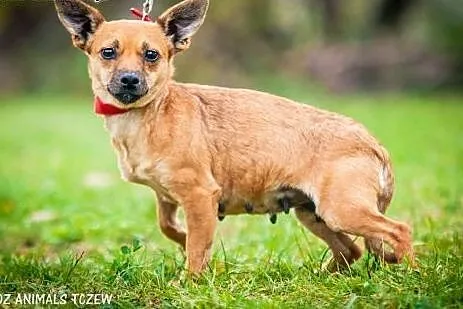 OTOZ Animals - Trinka - malutka kruszynka wyrusza 