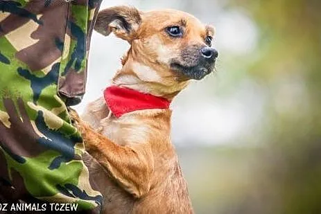 OTOZ Animals - Trinka - malutka kruszynka wyrusza 