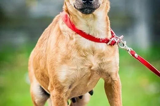 OTOZ Animals - Trinka - malutka kruszynka wyrusza 