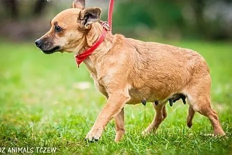 OTOZ Animals - Trinka - malutka kruszynka wyrusza 