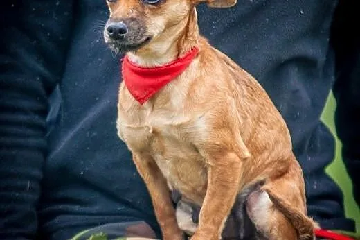 OTOZ Animals - Trinka - malutka kruszynka wyrusza 