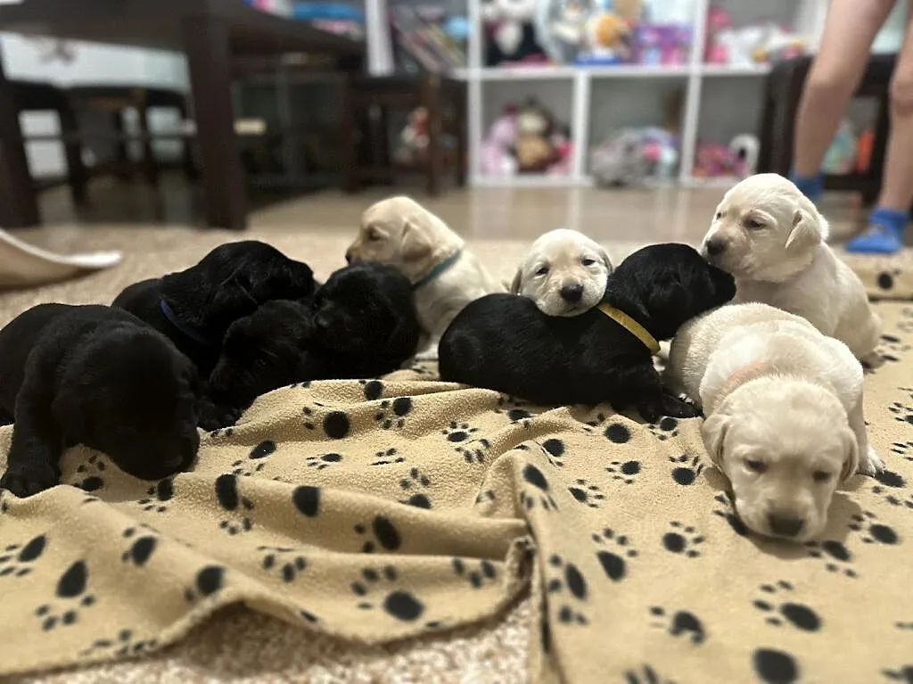 Labrador Retriever szczenięta, Małopolskie, Łososina Dolna
