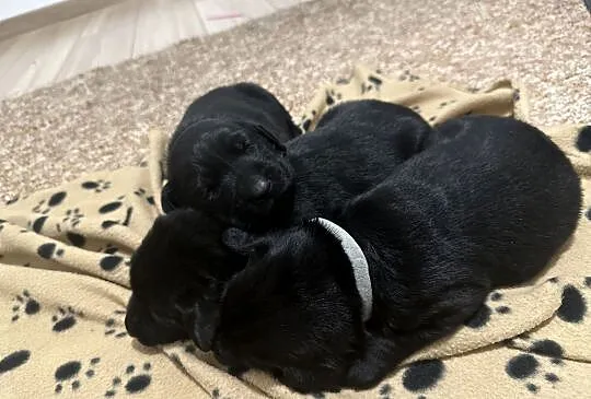 Labrador Retriever szczenięta, Małopolskie, Łososina Dolna
