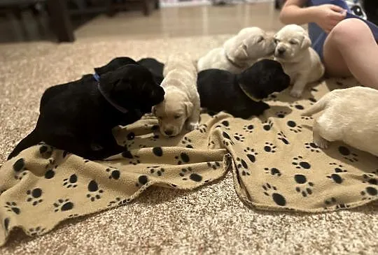 Labrador Retriever szczenięta, Małopolskie, Łososina Dolna