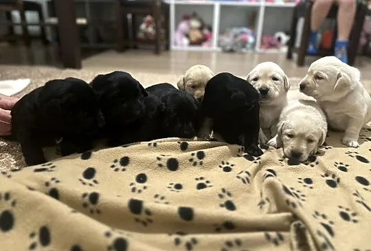 Labrador Retriever szczenięta, Małopolskie, Łososina Dolna