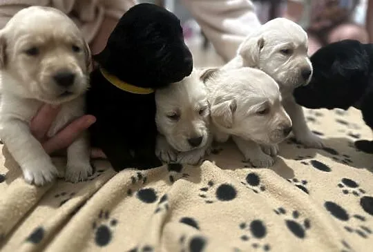 Labrador Retriever szczenięta, Małopolskie, Łososina Dolna
