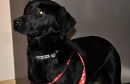 Sisi-urocza mix labradorka pilnie szuka przystani,