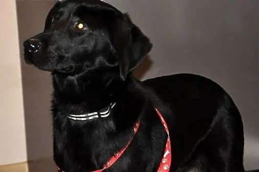 Sisi-urocza mix labradorka pilnie szuka przystani,