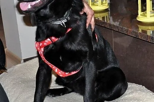 Sisi-urocza mix labradorka pilnie szuka przystani,