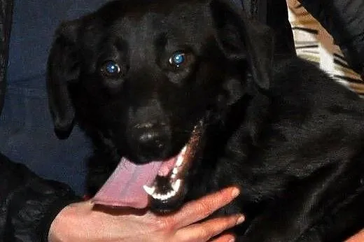 Sisi-urocza mix labradorka pilnie szuka przystani,