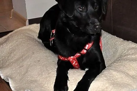 Sisi-urocza mix labradorka pilnie szuka przystani,